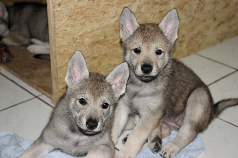 Czechoslovakian wolf dog pups