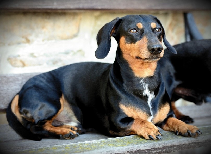 150+ Dachshund Names for Your Adorable Wiener Dog | Pet Keen
