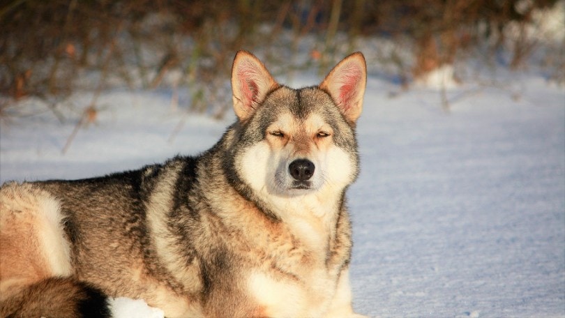 are all dog breeds descendants of wolves