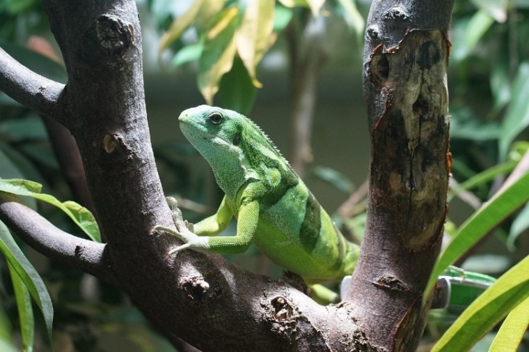 Fiji Banded Iguana on tree branch
