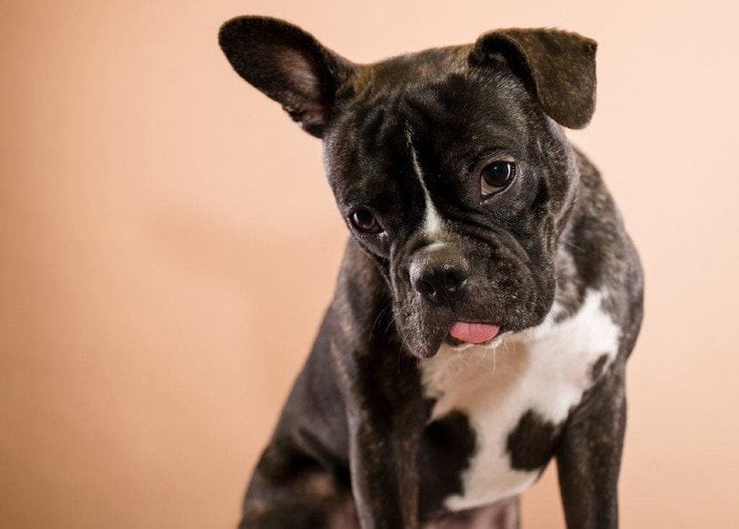 20 Boston Terrier Mixes (With Pictures) | Pet Keen