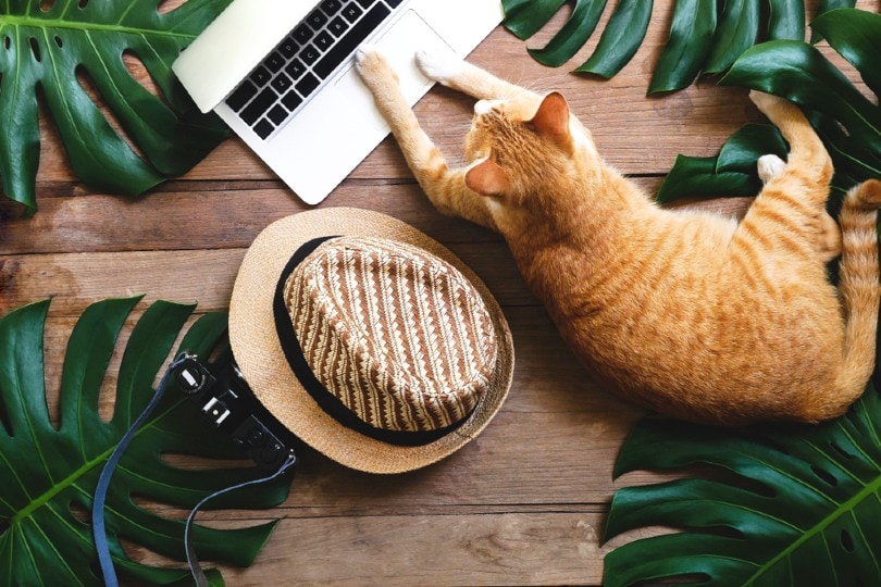 Ginger cat acts as human working on laptop