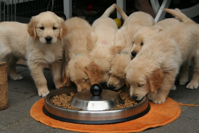 Golden retriever puppies eating dog food