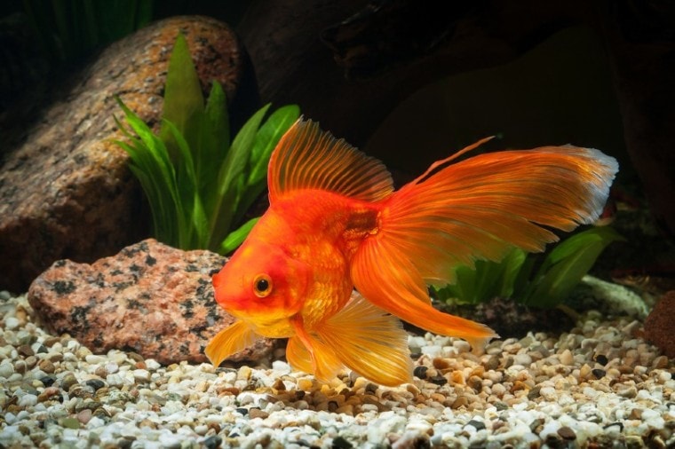 Goldfish in aquarium with green plants