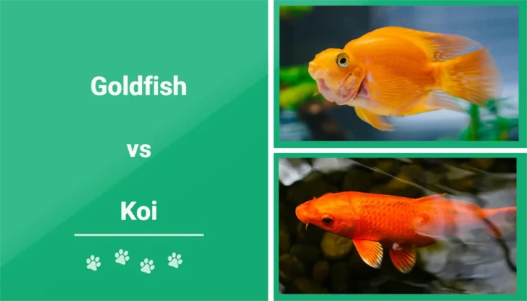 Goldfish vs Koi - Featured Image