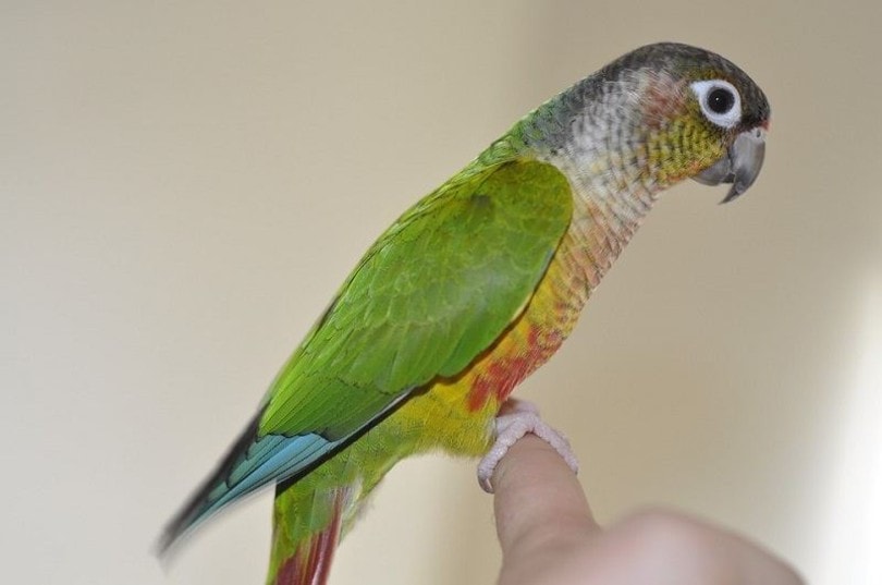 Green Cheeked Conure on hand