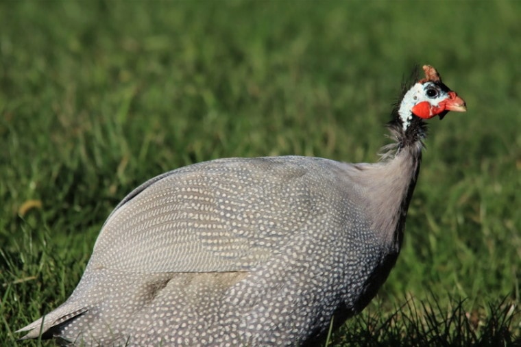 Guinea fowl standing on the field