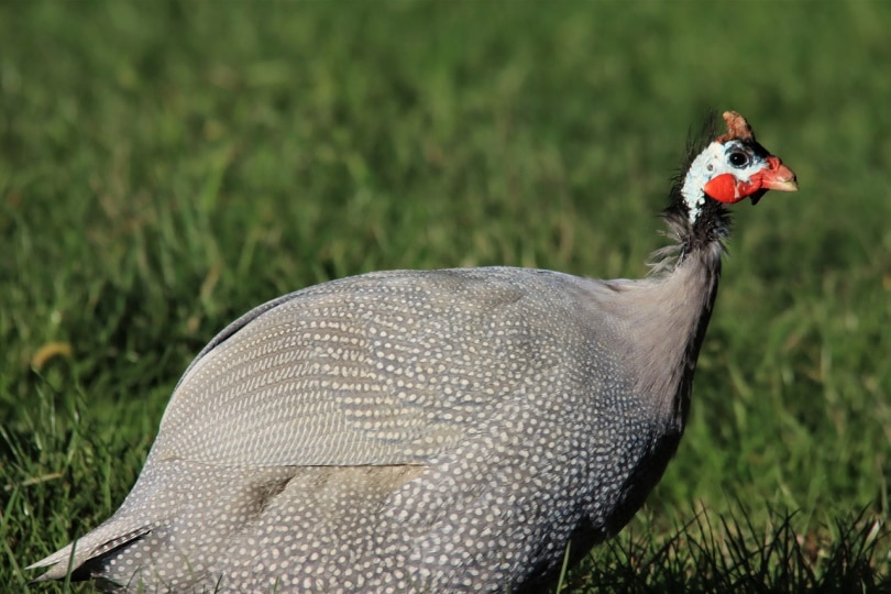 6 Types of Guinea Fowl: Colors and Species (with Pictures) | Pet Keen