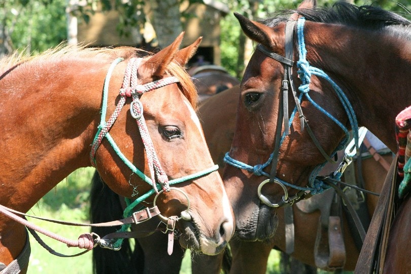Halter & Lead Rope on horses