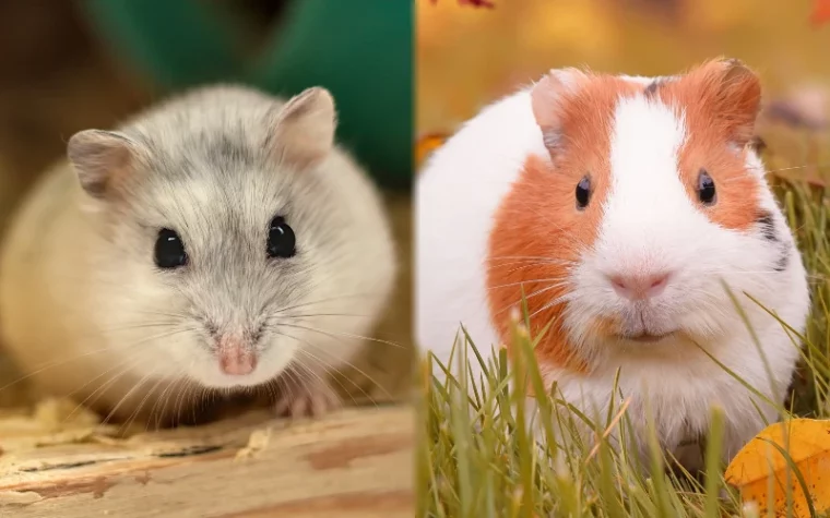 Hamster and Guinea Pig