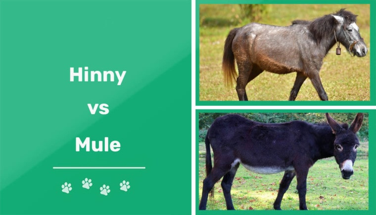hinny vs Mule