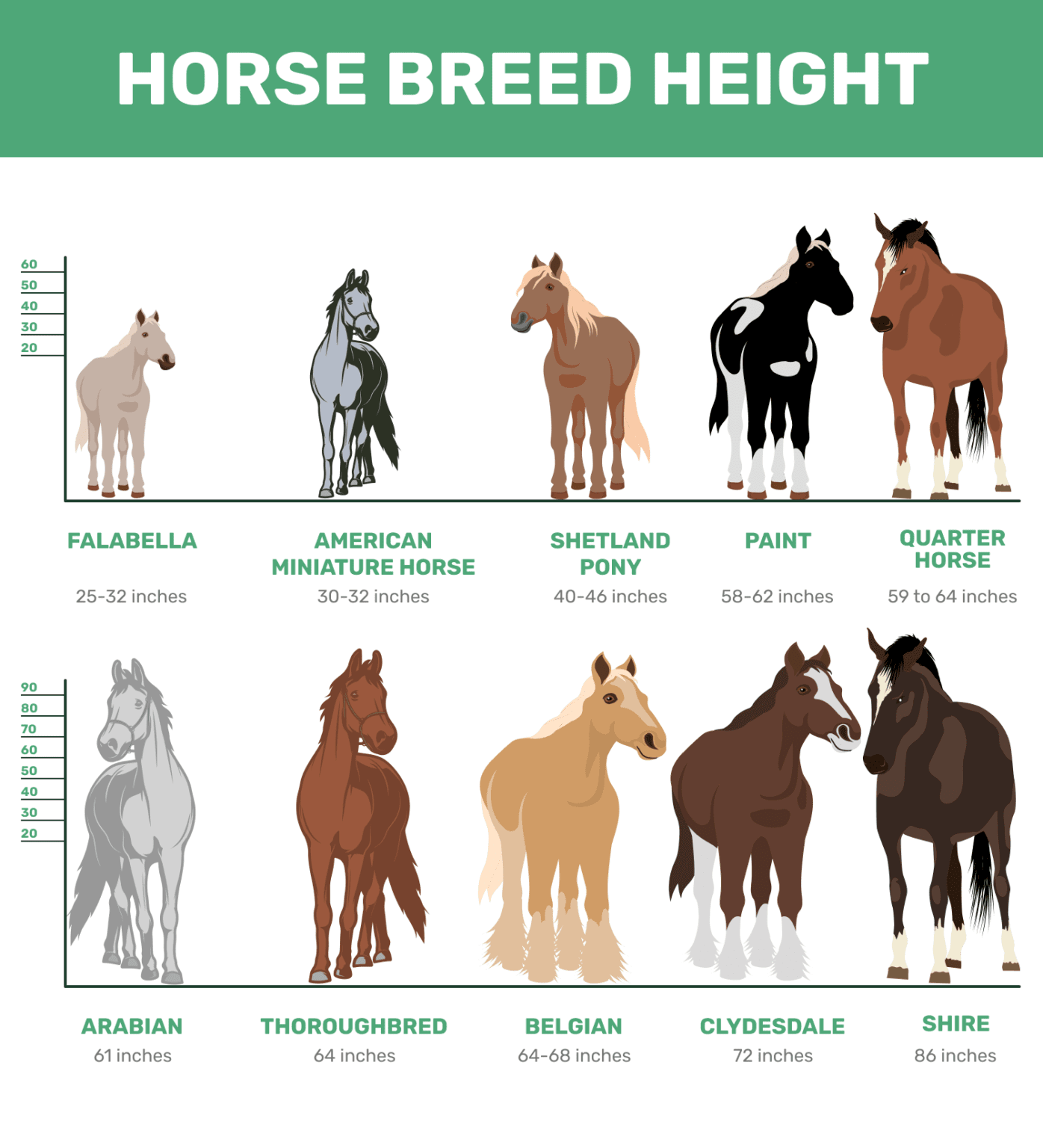 Thoroughbred Letter Age Chart