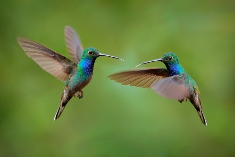 Hummingbirds in the tropic forest