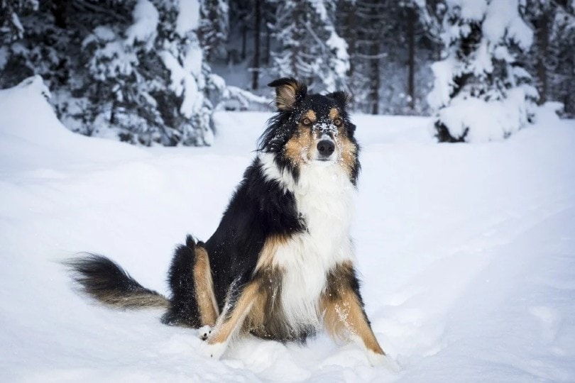 Husky Collie in snow