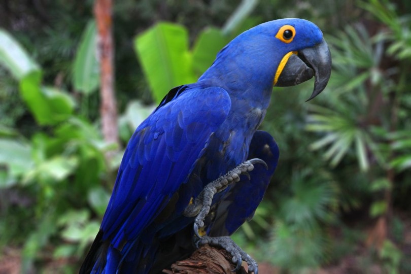 7 of the Most Exotic Pet Birds: An Overview (With Pictures) | Pet Keen