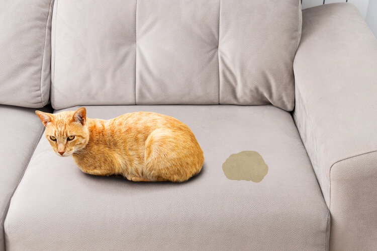 सोफे पर बिल्ली का पेशाब