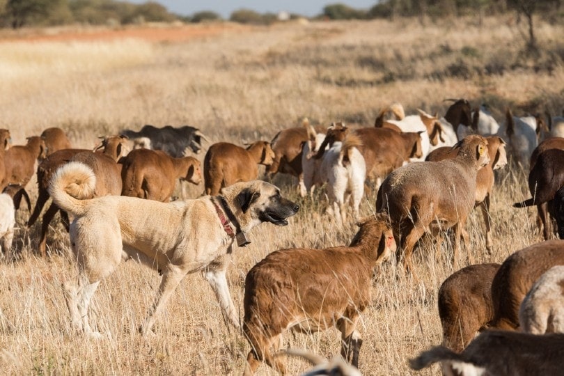Kangal guarding livestock