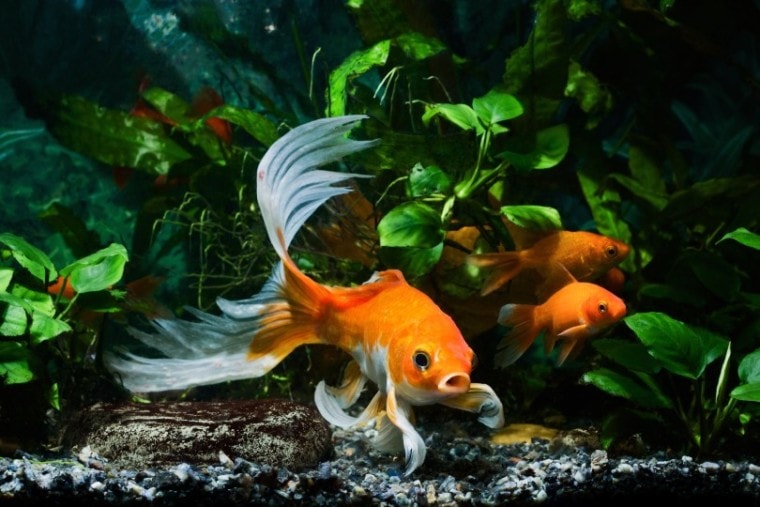 Koi and Goldfish