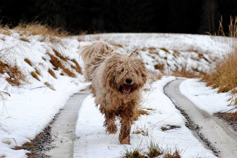 Komondor running on snow