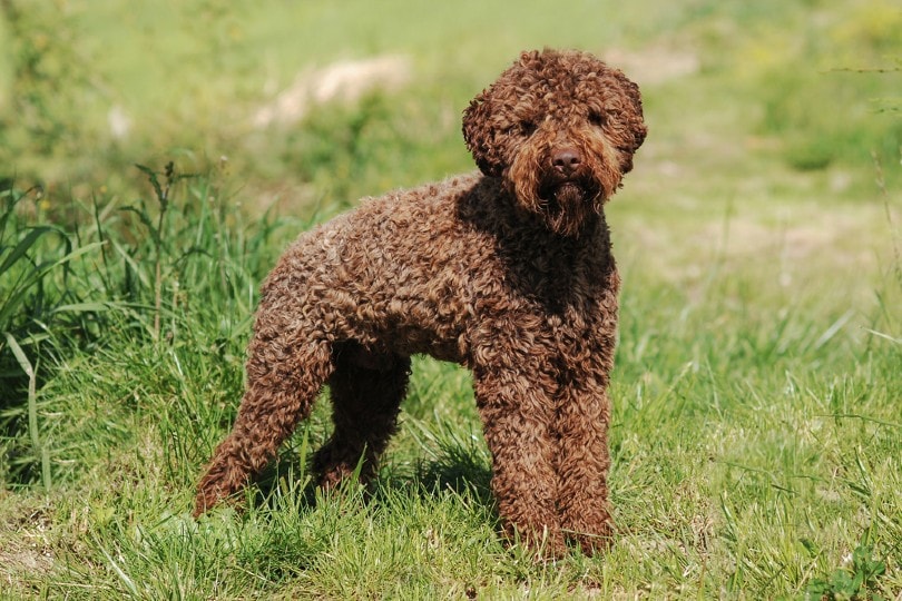 Lagotto Romagnolo standing on grass