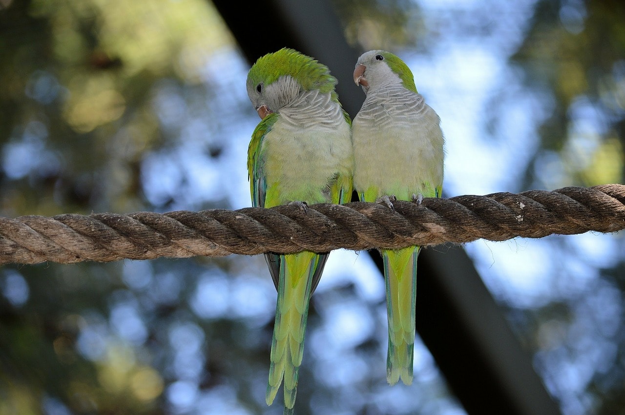 Top Pet Birds for Novices (2022) Lovebirds