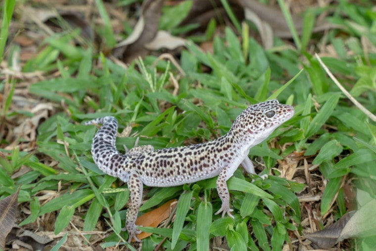 Mack leopard gecko in grass
