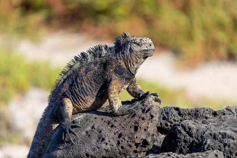 Are Iguanas Poisonous to Dogs?