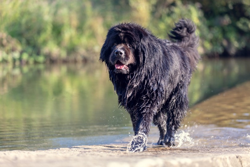Newfoundland in the river