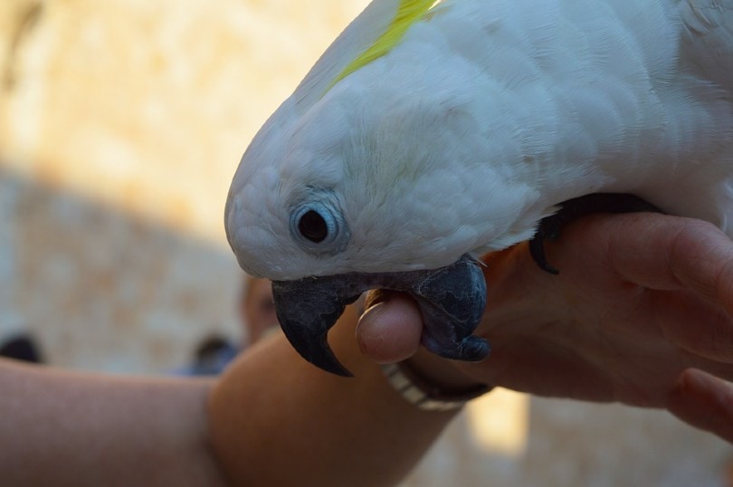 Parrot Bite Hand