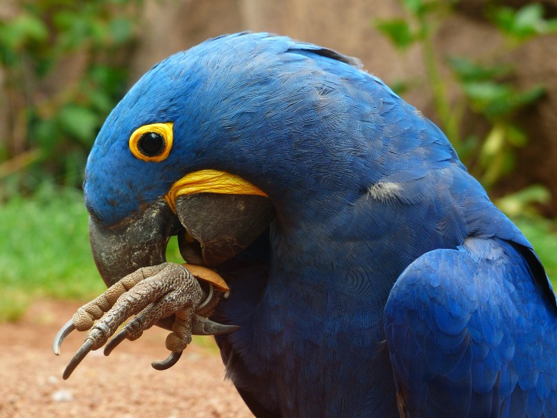 Parrot Bite itself