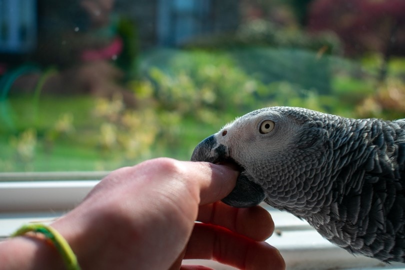 Parrot Bits hand