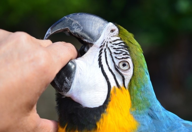 Parrots Bite Hand