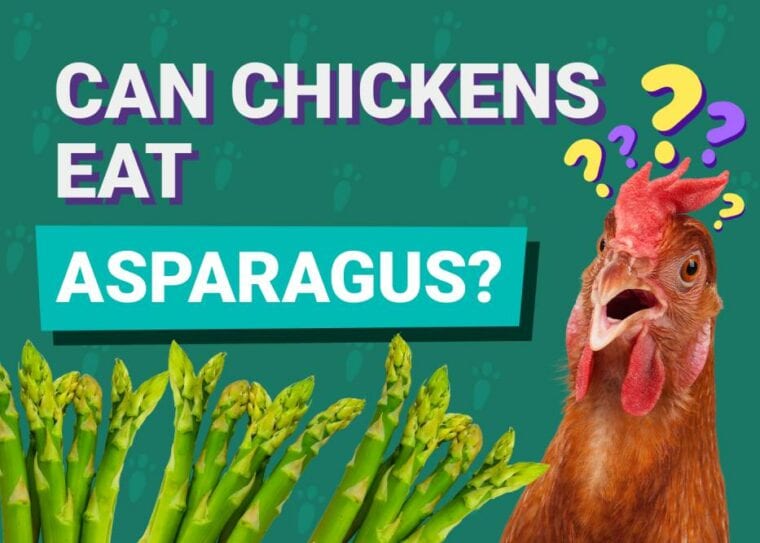 Can Chickens Eat_asparagus