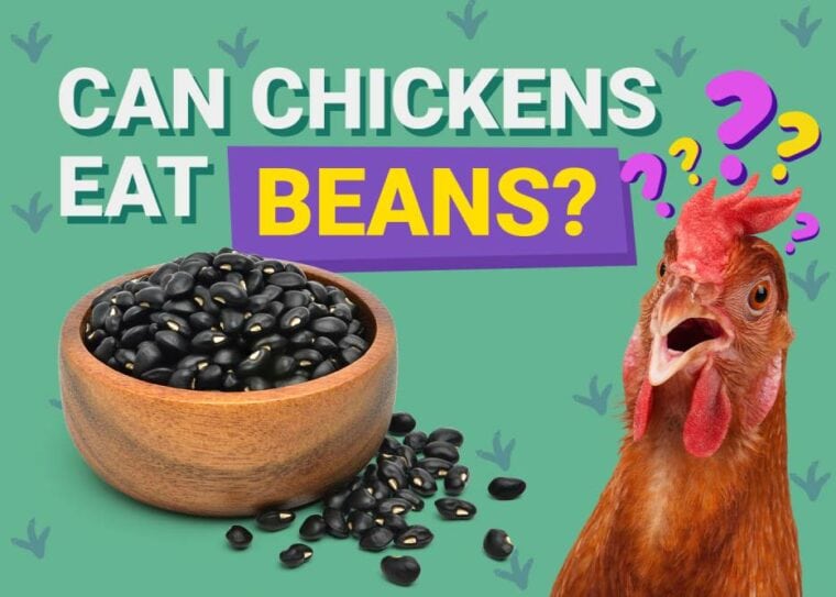 Can Chickens Eat_beans