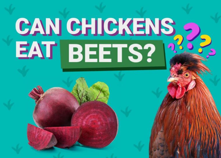 Can Chickens Eat_beets