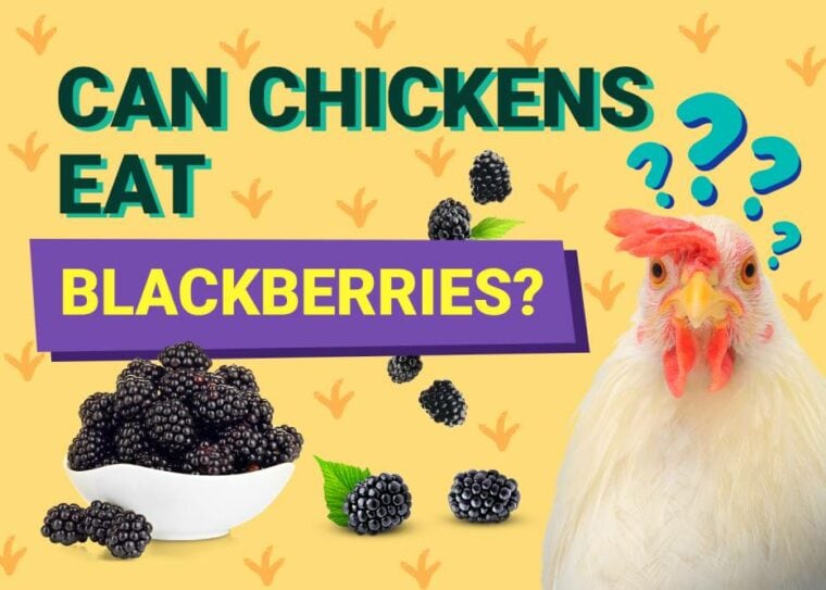 Can Chickens Eat_blackberries
