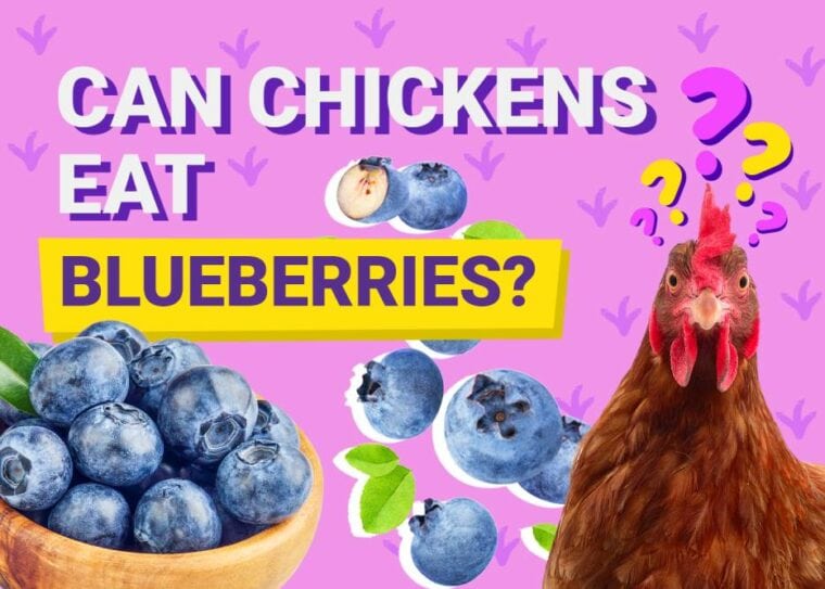 Can Chickens Eat_blueberries