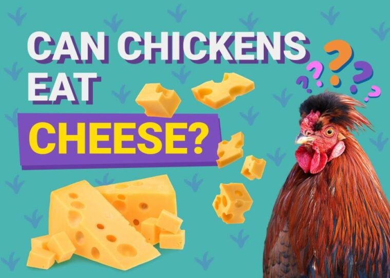 Can Chickens Eat_cheese