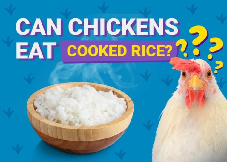 Can Chickens Eat_cooked rice