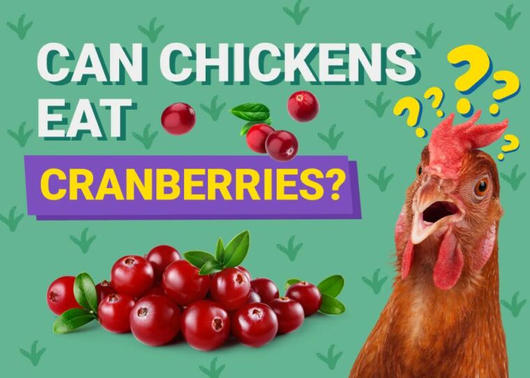 Can Chickens Eat_cranberries