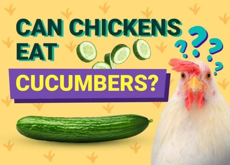 Can Chickens Eat_cucumbers