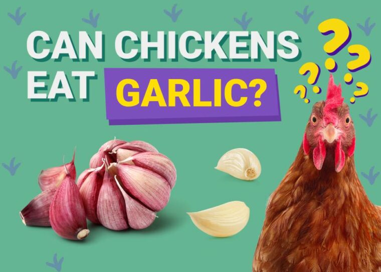 Can Chickens Eat_garlic