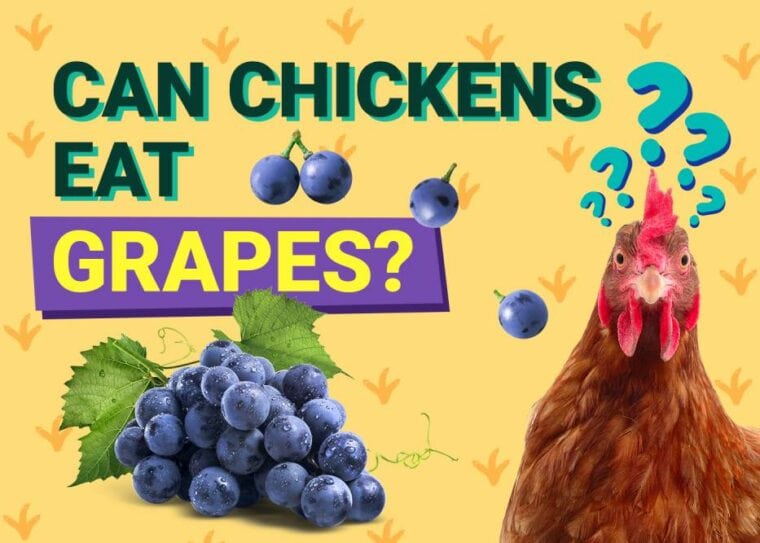 Can Chickens Eat_grapes