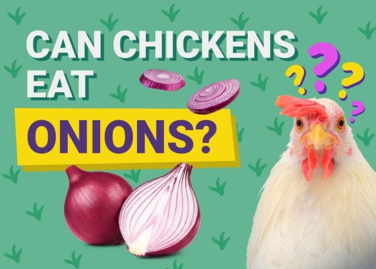 Can Chickens Eat_onions