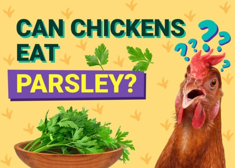 Can Chickens Eat_parsley