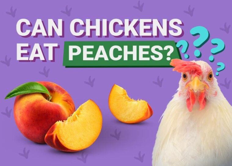 Can Chickens Eat_peaches