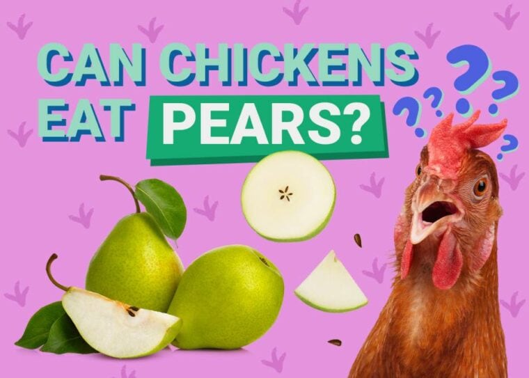 Can Chickens Eat_pears