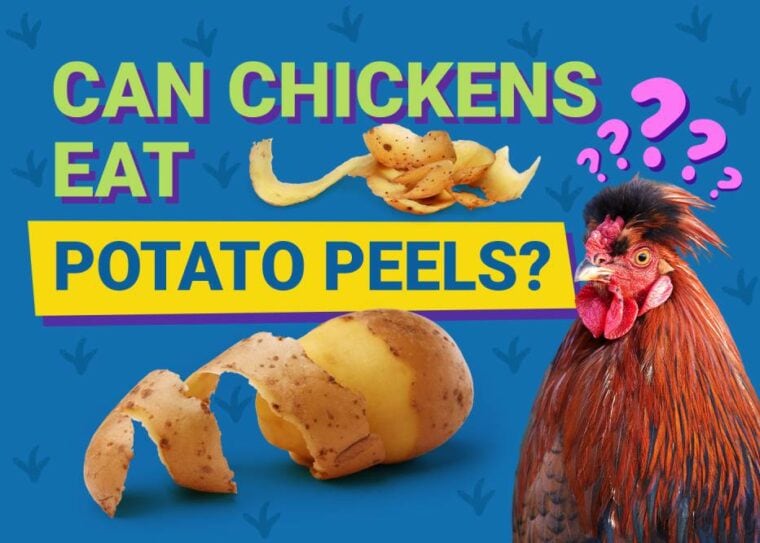 Can Chickens Eat_potato peels