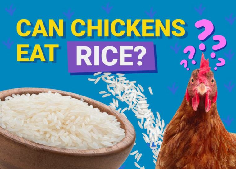Can Chickens Eat_rice
