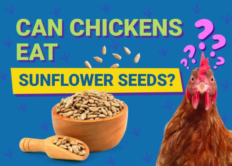 Can Chickens Eat_sunflower seeds